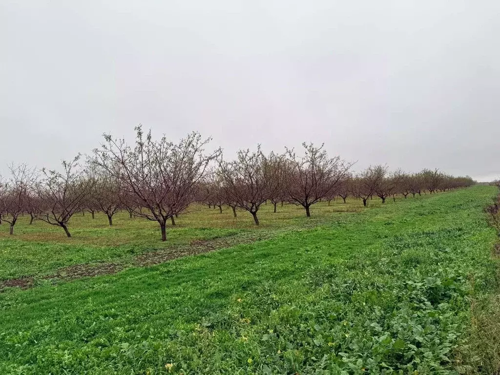 Участок в Крым, Кировский район, Первомайское с/пос, с. Первомайское ... - Фото 1