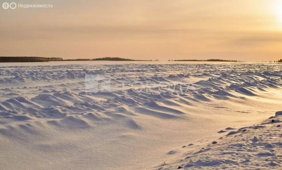 Участок в Новосибирская область, Коченёвский муниципальный район, ... - Фото 1