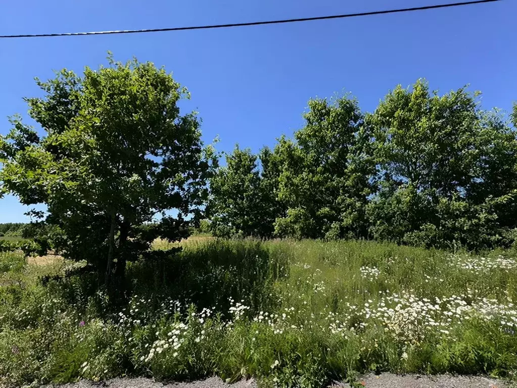 Участок в Московская область, Пушкинский городской округ, с. ... - Фото 0
