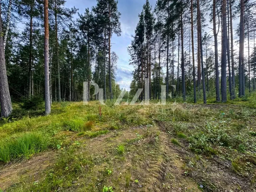 участок в ленинградская область, приозерский район, раздольевское . - Фото 0