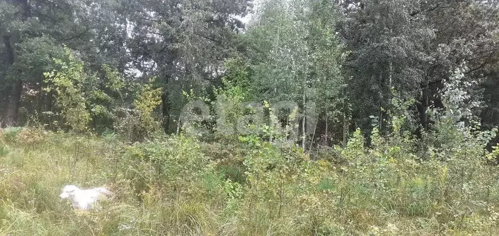 Участок в Брянская область, Брянск ул. Антоновка (2300.0 сот.) - Фото 1