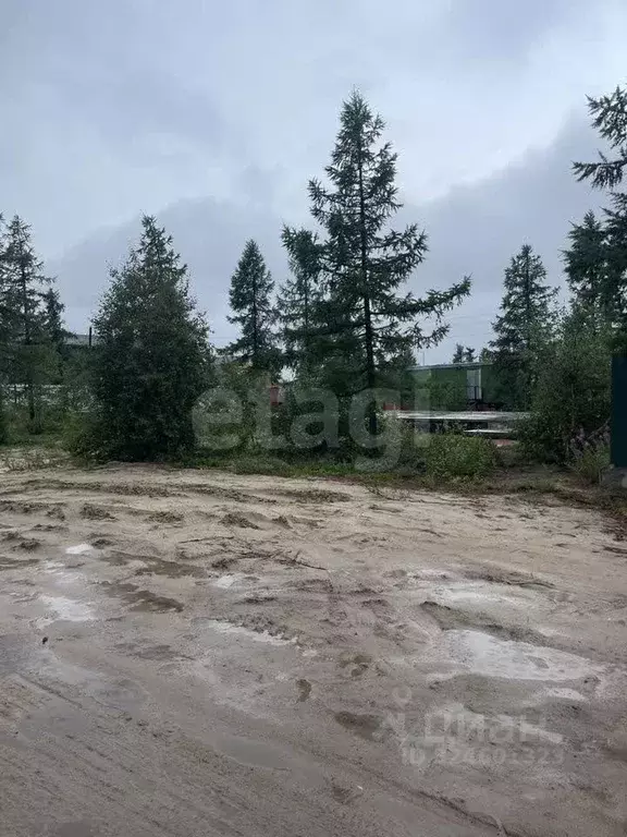 Участок в Ямало-Ненецкий АО, Новый Уренгой Простоквашино дачный ... - Фото 2