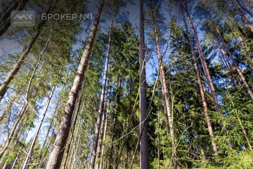 Участок в Санкт-Петербург, Санкт-Петербург, Зеленогорск ул. 1-я ... - Фото 2