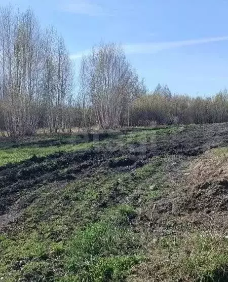 Участок в Алтайский край, Красногорский район, с. Березовка ул. Новая ... - Фото 1