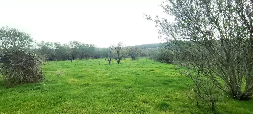 Участок в Крым, Феодосия муниципальный округ, с. Пионерское ул. ... - Фото 1