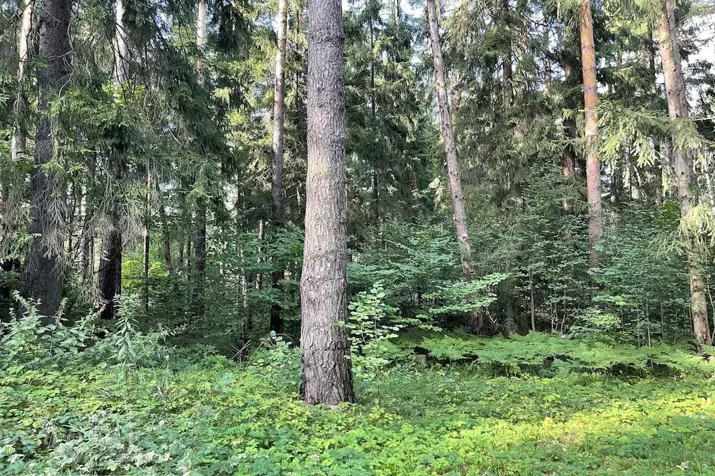 Участок в Московская область, Одинцовский городской округ, пос. дома ... - Фото 1