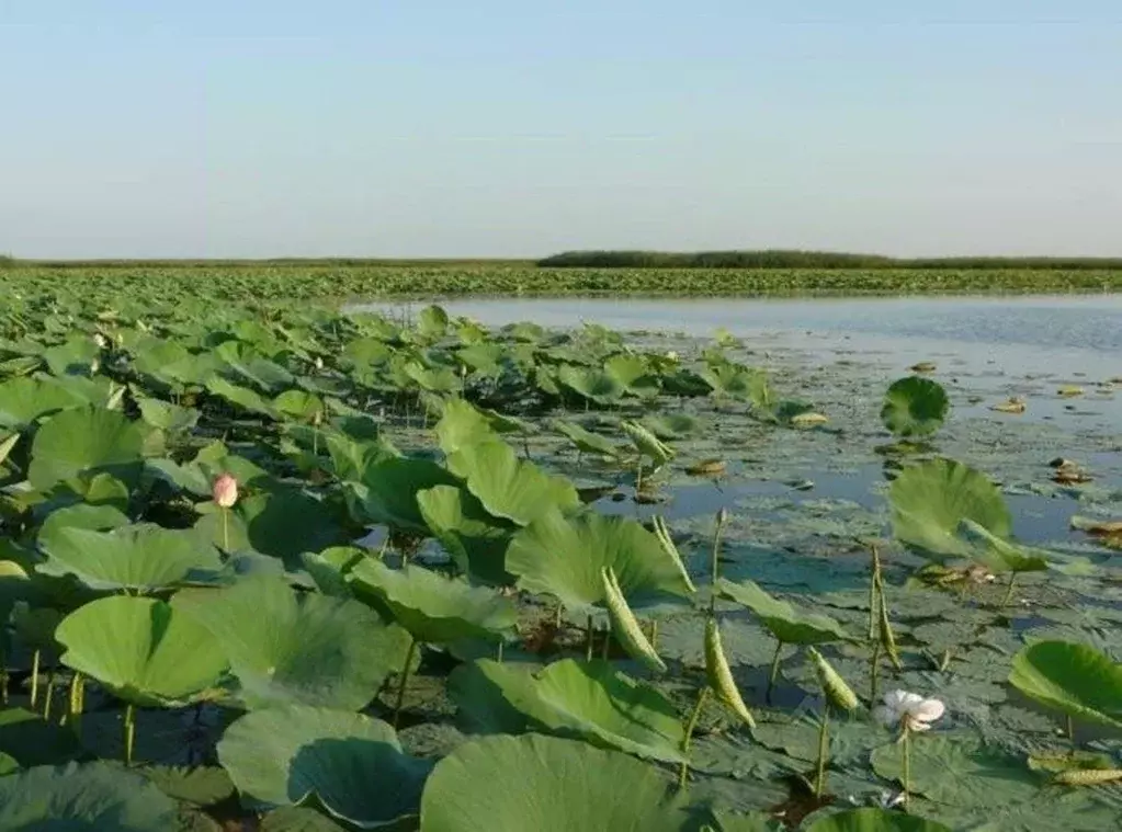 Участок в Астраханская область, Камызякский район, с. Гандурино ул. ... - Фото 1