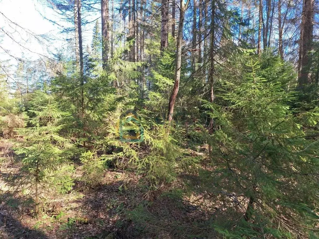 Участок в Приозерский район, Сосновское сельское поселение, деревня ... - Фото 2