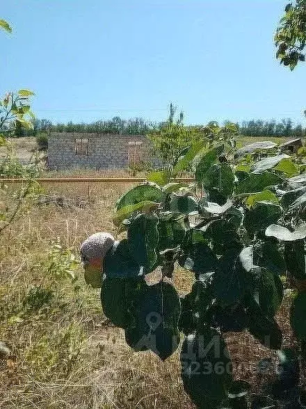 Участок в Ставропольский край, Ставрополь Земляне садовое ... - Фото 2