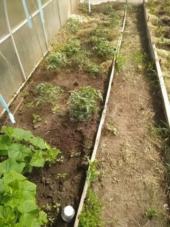 Участок в Новосибирская область, Новосибирский район, Боровской ... - Фото 1