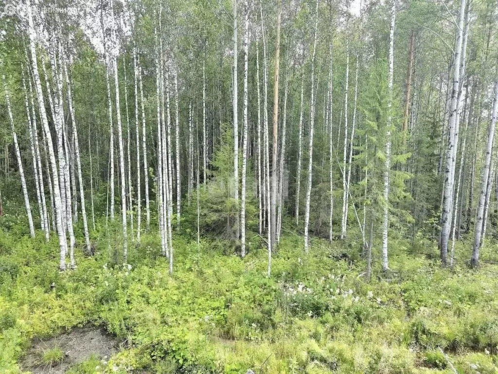 Участок в село Выльгорт, СДТ Здоровье (10 м) - Фото 1