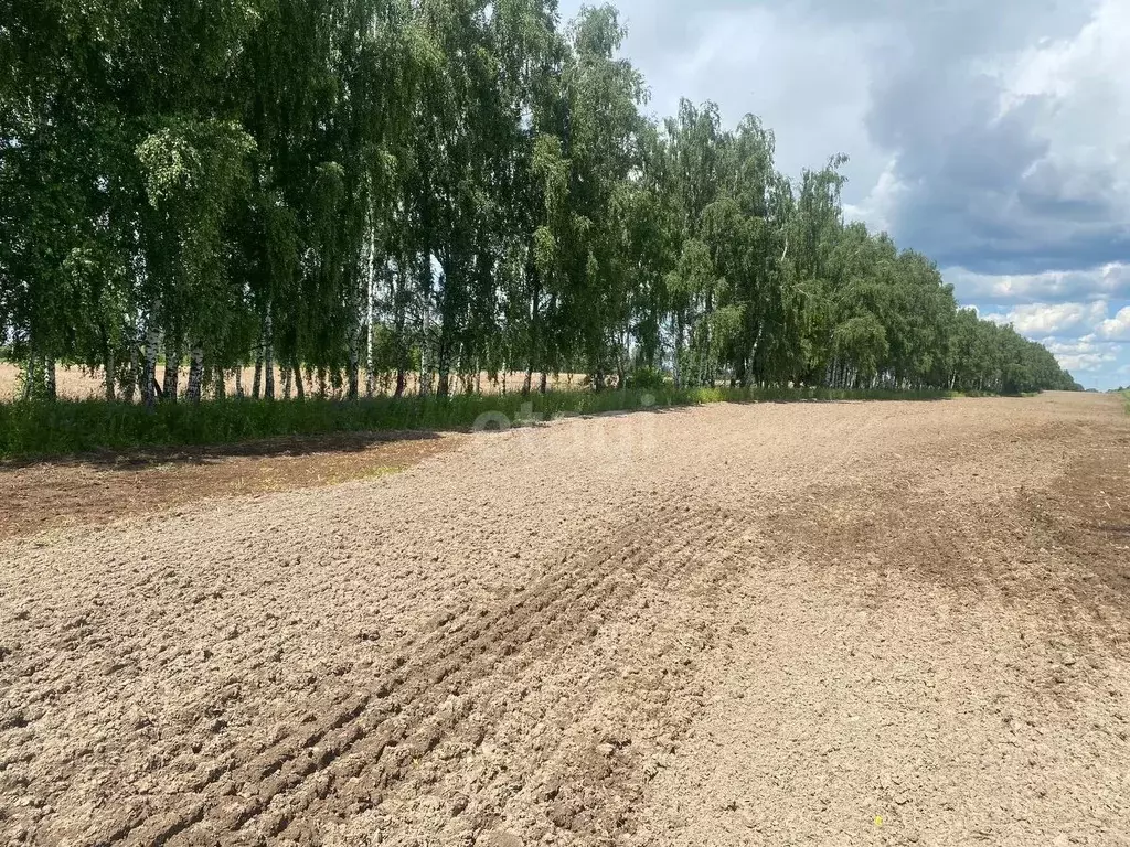 Участок в Брянская область, Погар рп  (122.0 сот.) - Фото 2