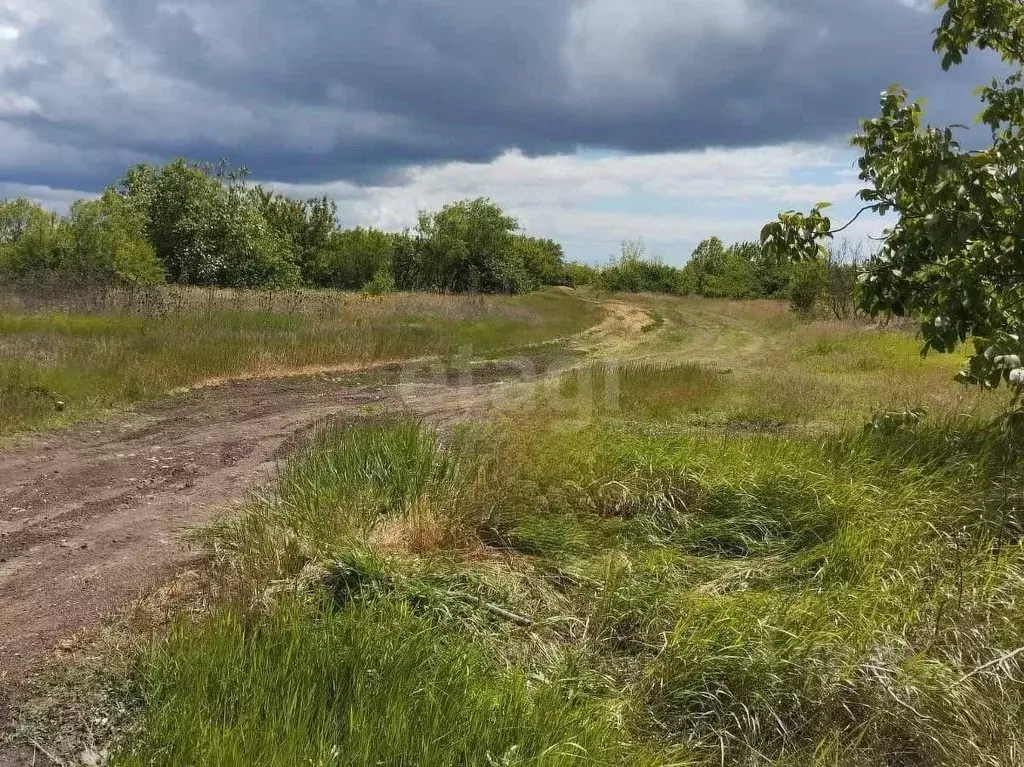 Участок в Крым, Кировский район, Синицынское с/пос, с. Васильковое ул. ... - Фото 1