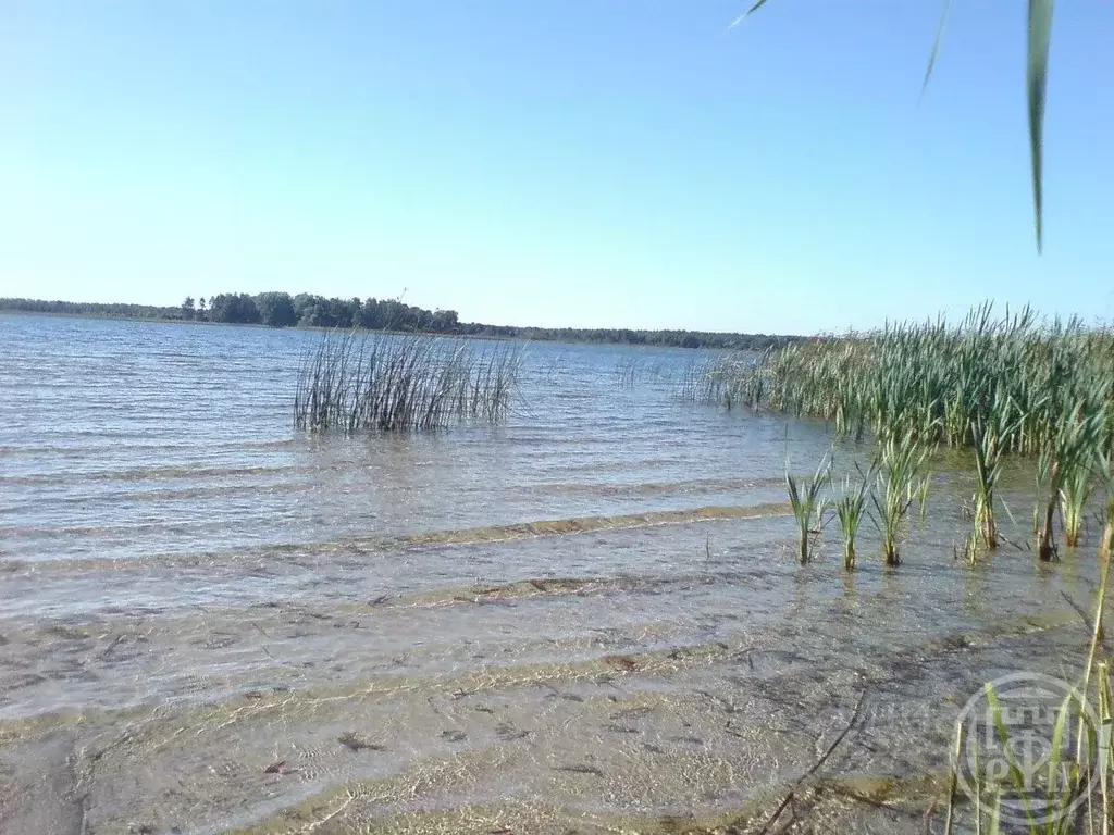 Участок в Ленинградская область, Лужский район, Скребловское с/пос, д. ... - Фото 2