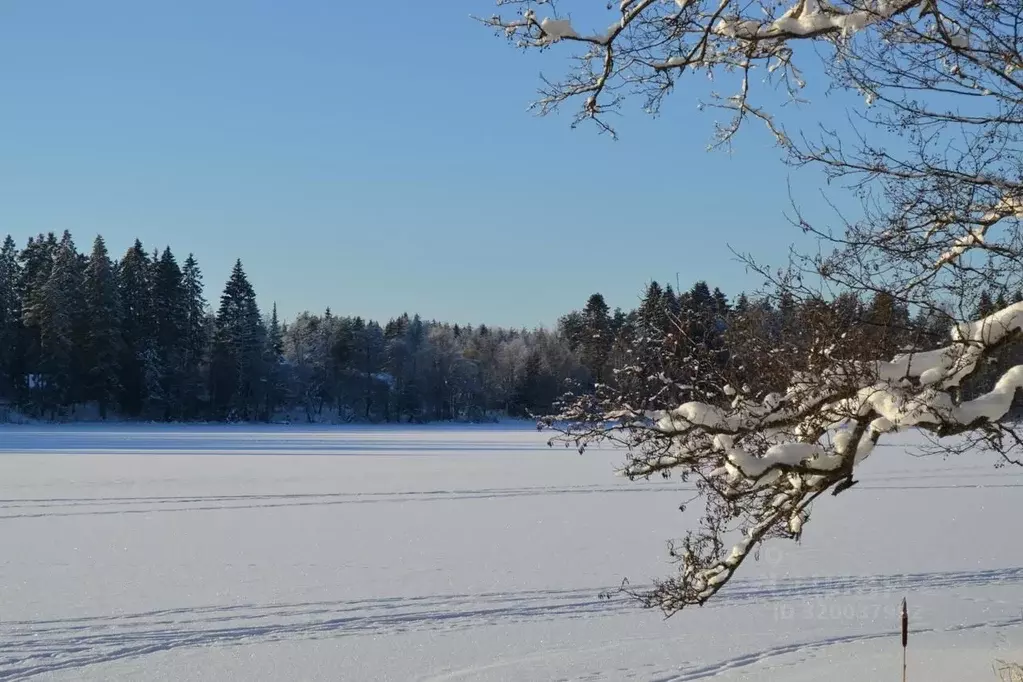Участок в Ленинградская область, Выборгский район, Рощинское городское ... - Фото 1