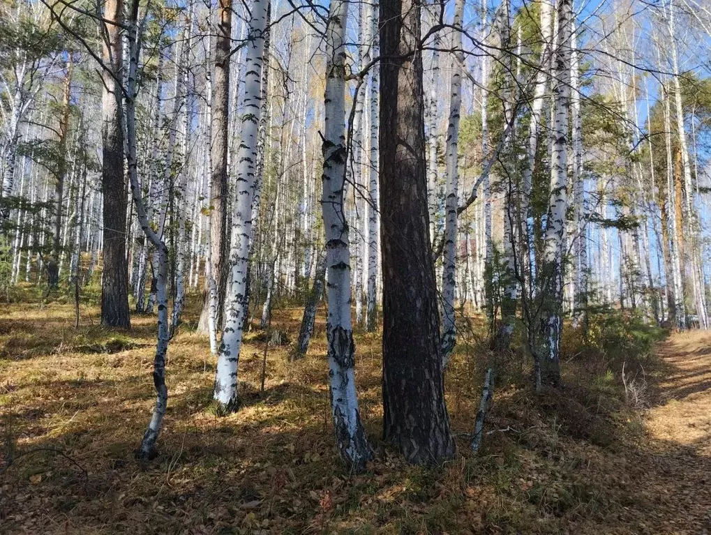 Участок в Свердловская область, Дегтярск ул. Жуковского (13.5 сот.) - Фото 0