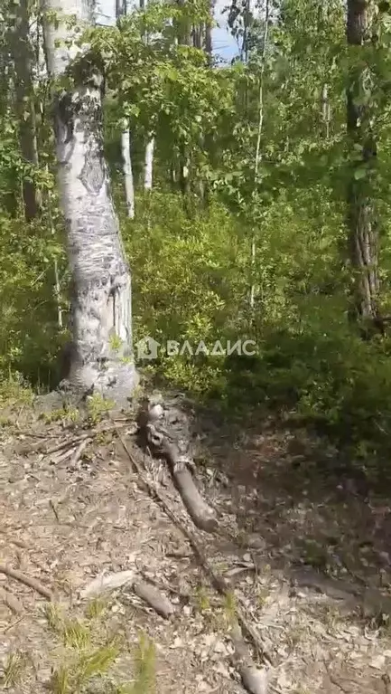 Участок в Бурятия, Баргузинский район, с. Максимиха, Местность Солонцы ... - Фото 2