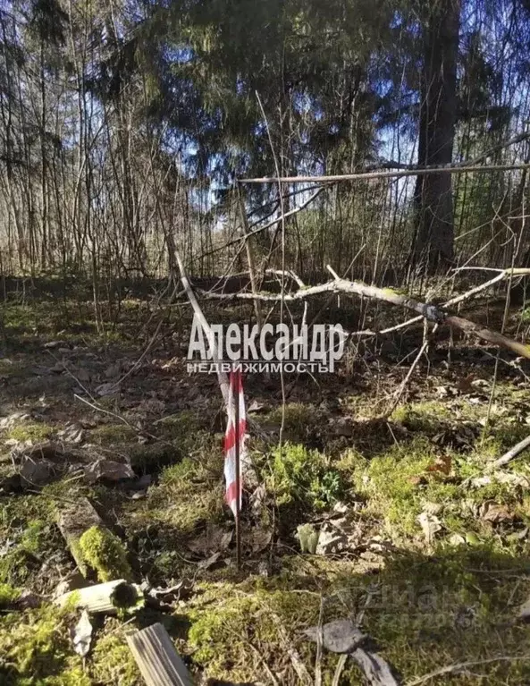 Участок в Ленинградская область, Гатчинский муниципальный округ, пос. ... - Фото 2