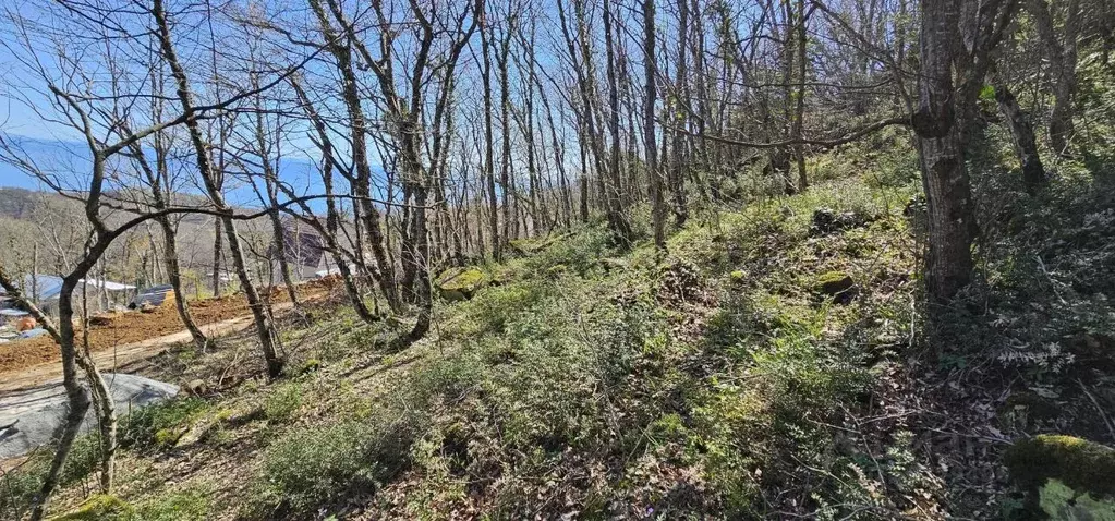 Участок в Крым, Алушта городской округ, с. Малый Маяк ул. Зеленая (8.0 ... - Фото 1