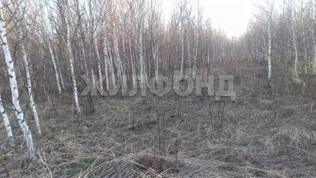 Участок в Новосибирская область, Мошковский район, Индия кп, ... - Фото 1