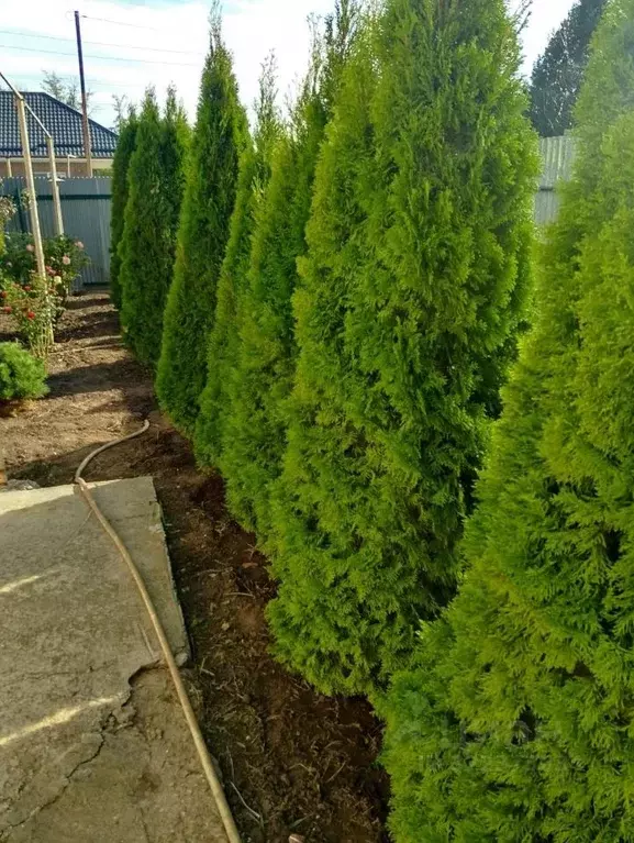 Дом в Краснодарский край, Динской район, Нововеличковское с/пос, ... - Фото 0