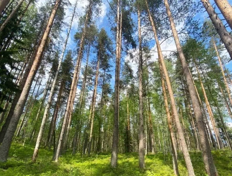 Участок в Ленинградская область, Всеволожский район, Куйвозовское ... - Фото 1