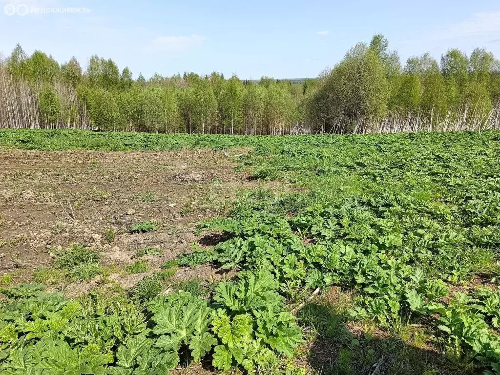 Участок в Республика Коми, муниципальный район Сыктывдинский, ... - Фото 0