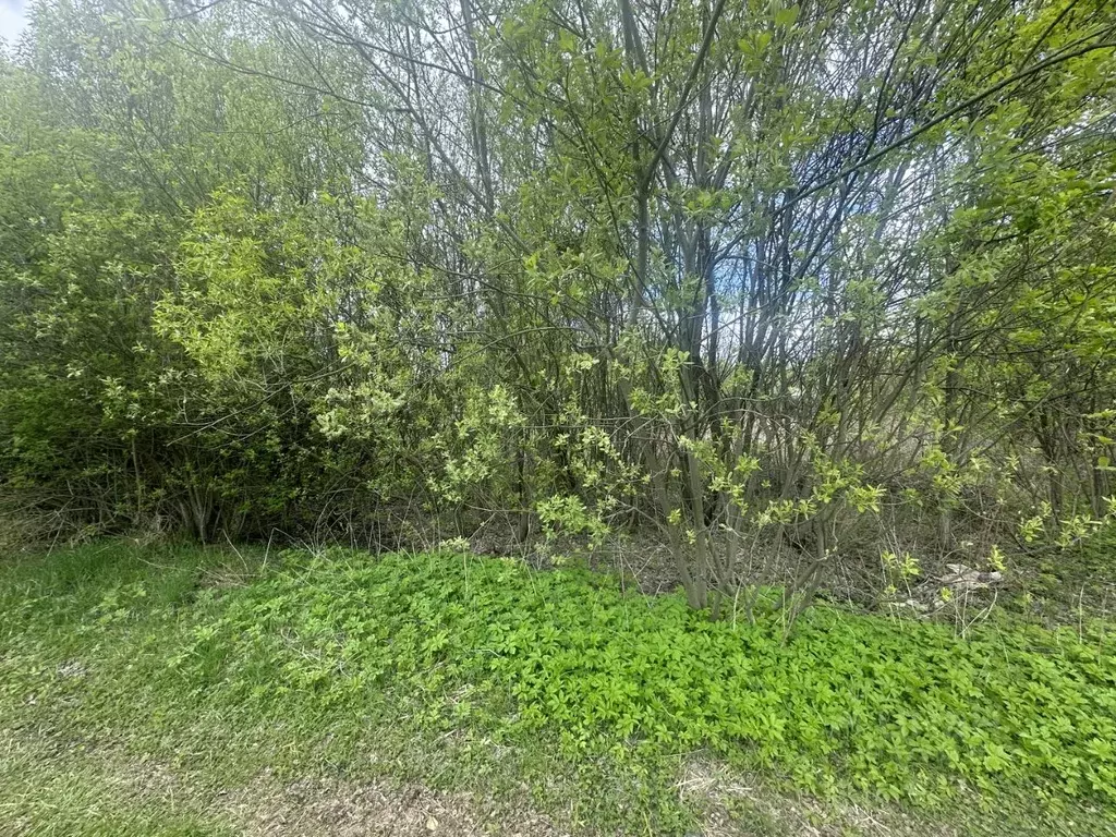 Участок в Московская область, Богородский городской округ, д. Ельня ... - Фото 1