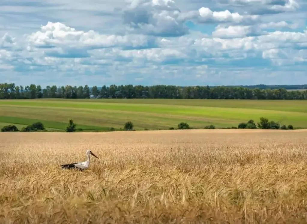Участок в Крым, Сакский район, Охотниковское с/пос  (310.0 сот.) - Фото 1