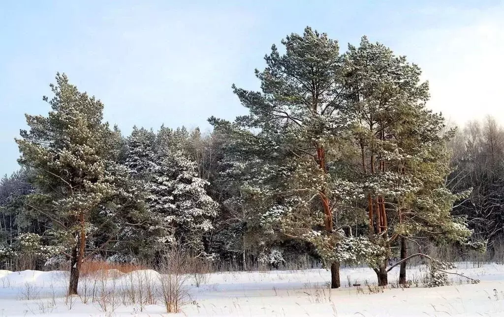 Участок в Омская область, Омский район, пос. Омский ул. Яблоневый сад ... - Фото 2