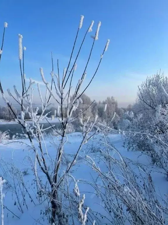 Участок в Алтайский край, Советский район, с. Платово  (10.0 сот.) - Фото 1