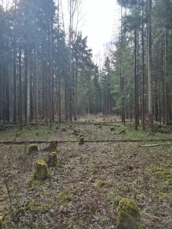 Участок в Московская область, Одинцовский городской округ, д. Сивково, ... - Фото 1