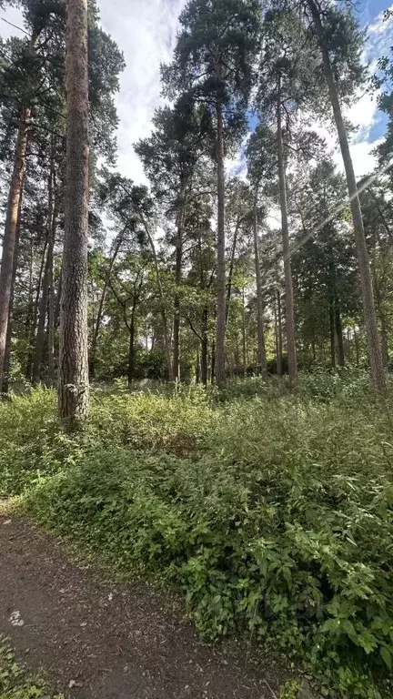 Участок в Московская область, Одинцовский городской округ, Серебряные ... - Фото 1
