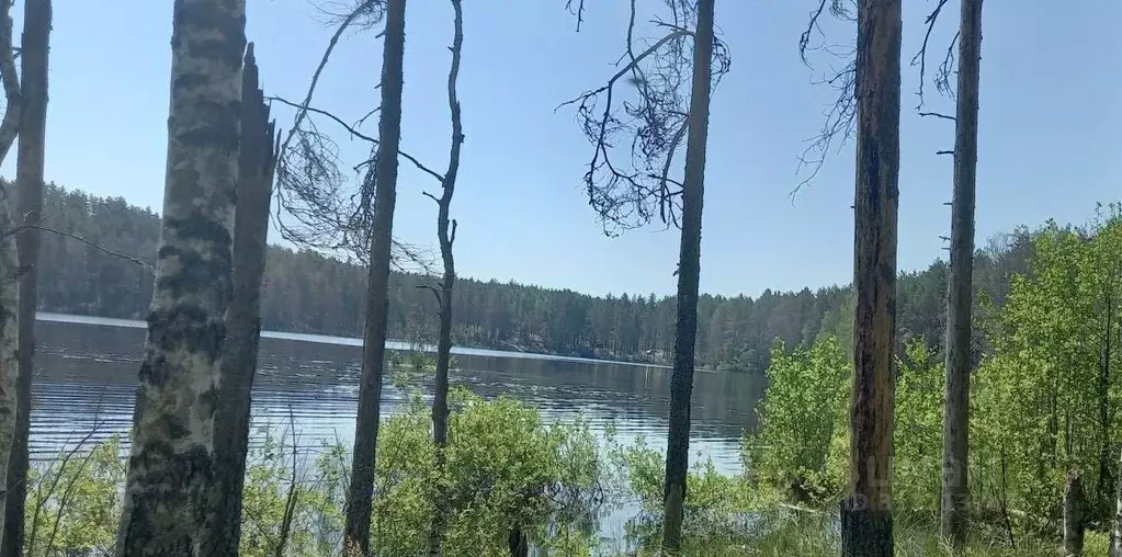 Участок в Ленинградская область, Выборгский район, Рощинское городское ... - Фото 1