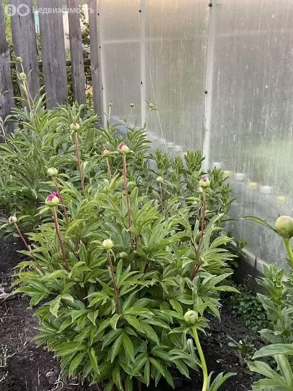 Дом в Томский район, Богашёвское сельское поселение, СНТ Лесник-2, ... - Фото 2