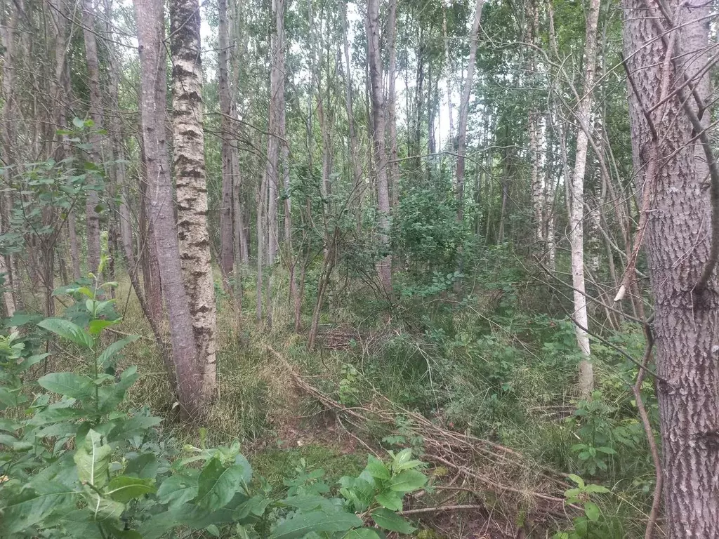 Участок в Новгородская область, Старая Русса ул. Маяковского (8.0 ... - Фото 2