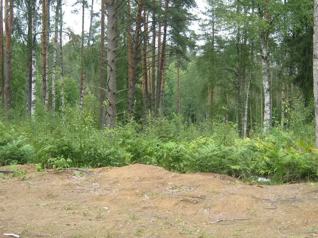 Участок в Ленинградская область, Всеволожский район, Куйвозовское ... - Фото 0