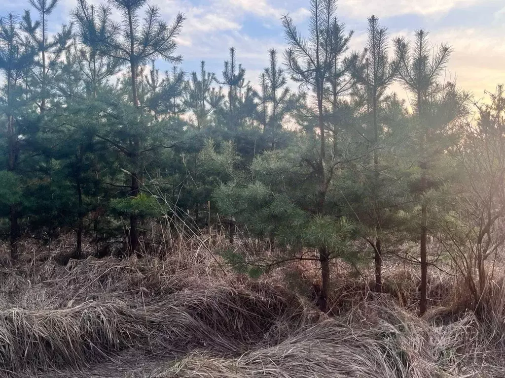 Участок в Тамбовская область, Знаменский муниципальный округ, с. ... - Фото 2