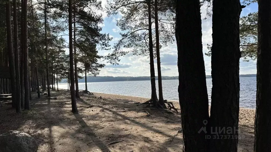 Участок в Ленинградская область, Выборгский район, Красносельское ... - Фото 1
