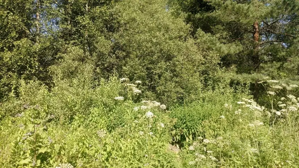 Участок в Московская область, Можайский муниципальный округ, д. ... - Фото 1