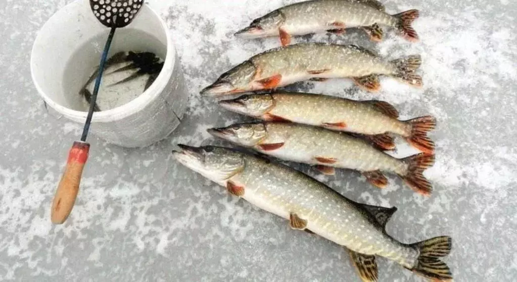 Участок в Тверская область, Старицкий муниципальный округ, д. Валуйки  ... - Фото 1