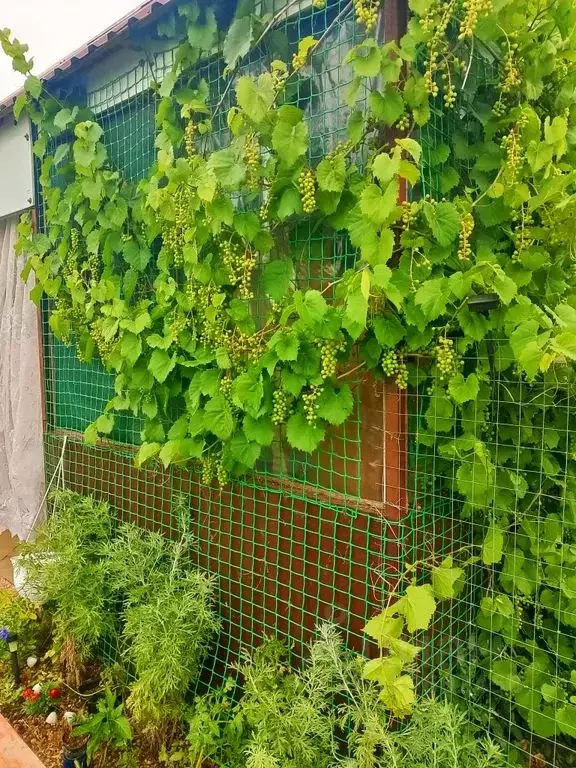 Дом в Краснодарский край, Ейский район, Должанская ст-ца ул. Чапаева, ... - Фото 2