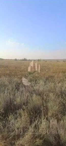 Участок в Саратовская область, Красноармейский район, Золотовское ... - Фото 2