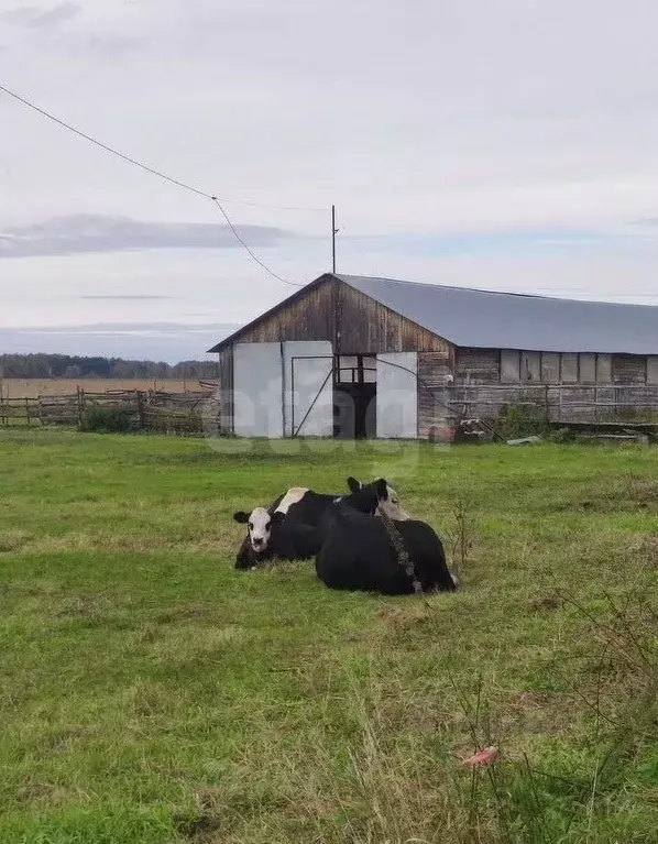 Склад в Новосибирская область, Колыванский район, Нива СНТ ул. ... - Фото 1