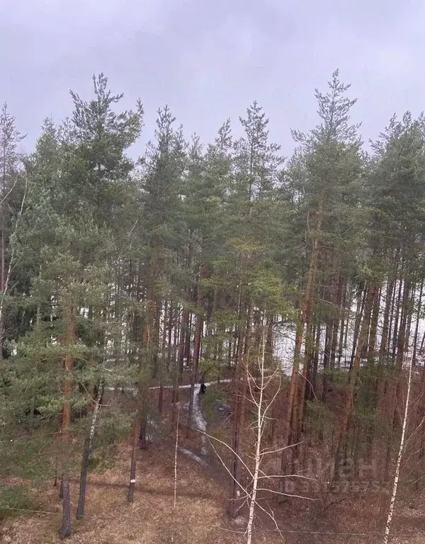 3-к кв. Ленинградская область, Сертолово Всеволожский район, ул. ... - Фото 2