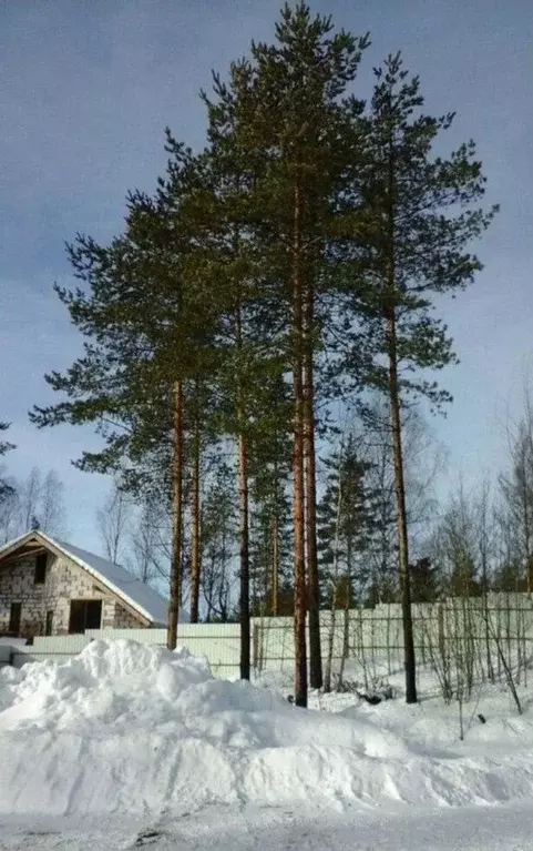 Участок в Ленинградская область, Всеволожский район, Куйвозовское ... - Фото 2