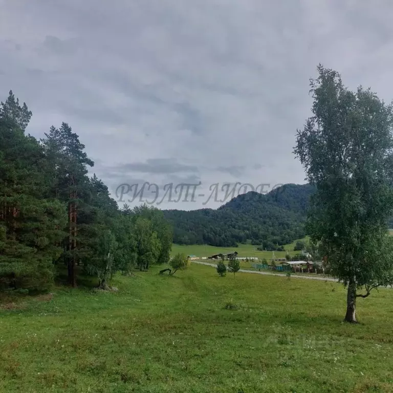 Участок в Алтай, Чемальский район, Элекмонарское с/пос, с. Элекмонар  ... - Фото 2