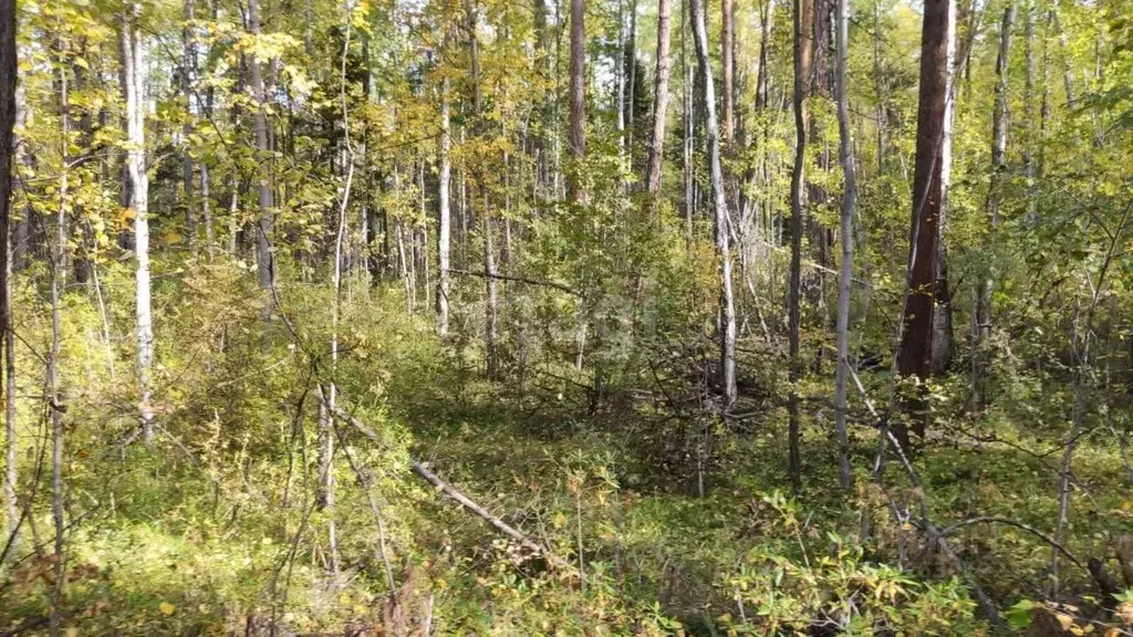 Участок в Бурятия, Баргузинский район, с. Максимиха  (115.9 сот.) - Фото 1