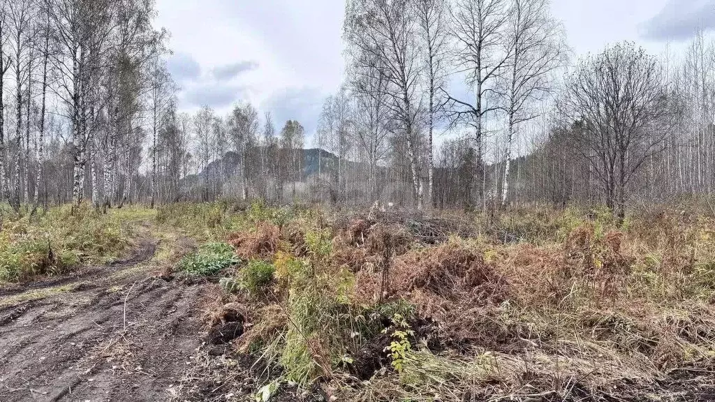 Участок в Алтай, Майминский район, Соузгинское с/пос, пос. Черемшанка ... - Фото 1