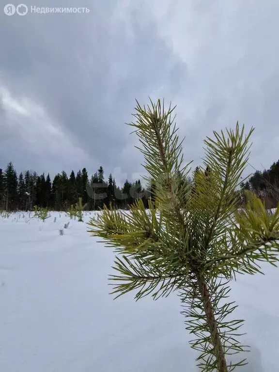 Участок в Республика Коми, муниципальный район Корткеросский, ... - Фото 1